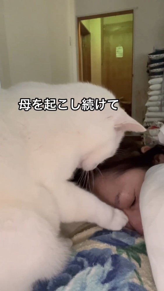 飼い主の顔を触る猫