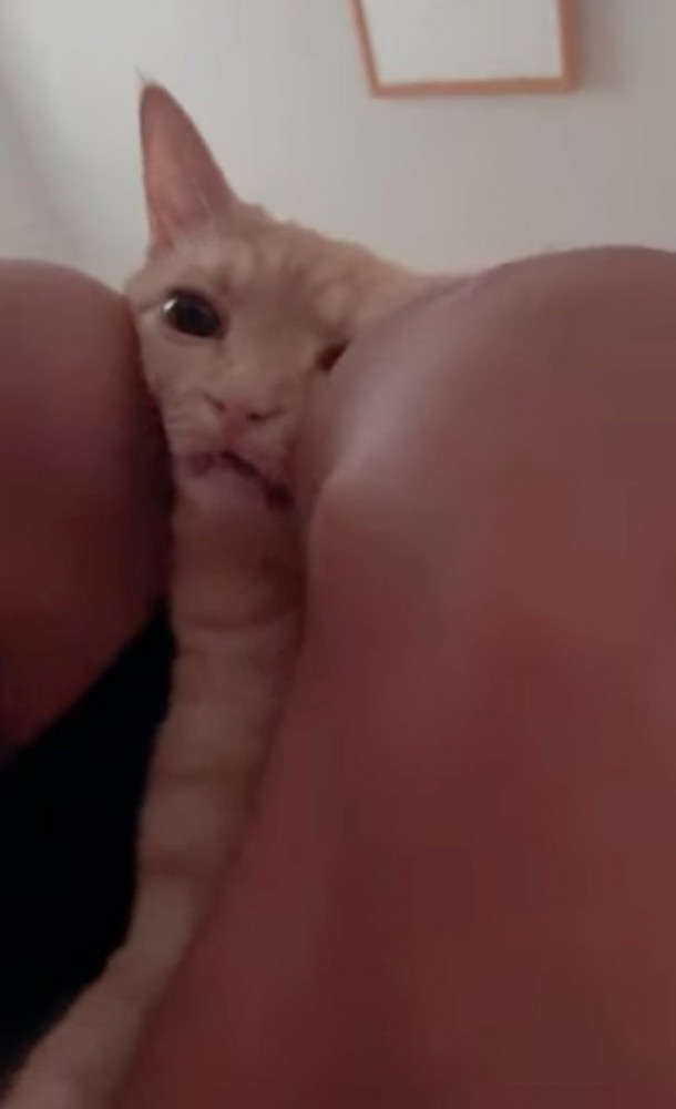 太ももに挟まれる猫