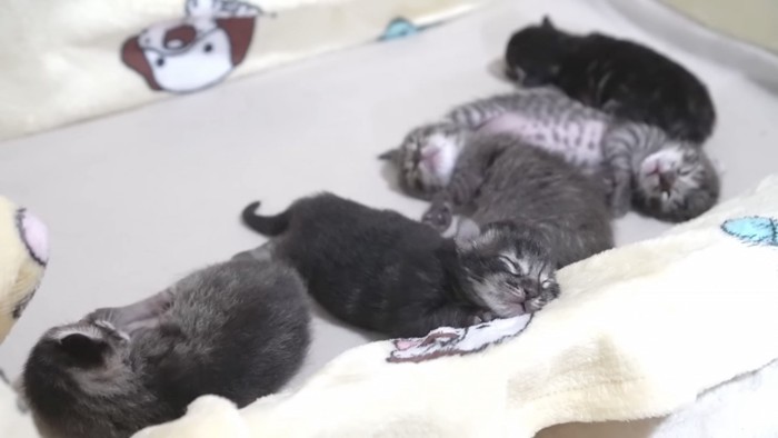 5匹の子猫が寝ている写真