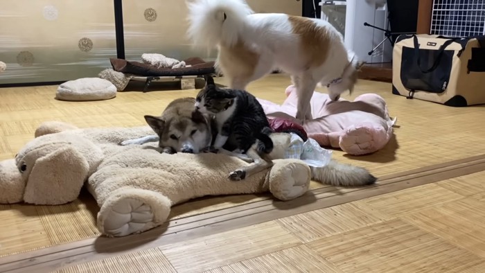 犬を毛づくろいする猫