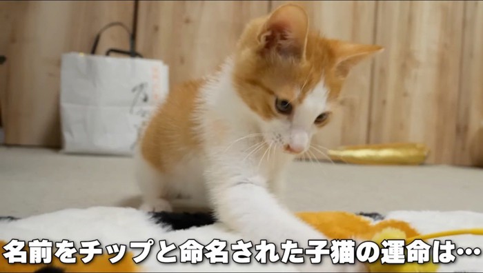 おもちゃで遊ぶ子猫
