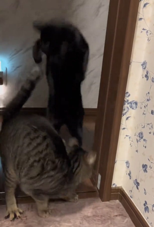 後ずさりする2匹の猫