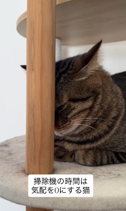 キャットタワーの柱の後ろに隠れる猫
