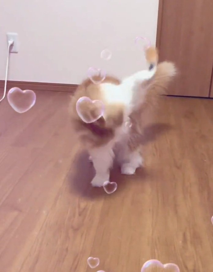 おもちゃを振る猫