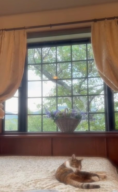 ベッドの上で毛づくろいする猫