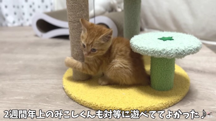 茶色い猫