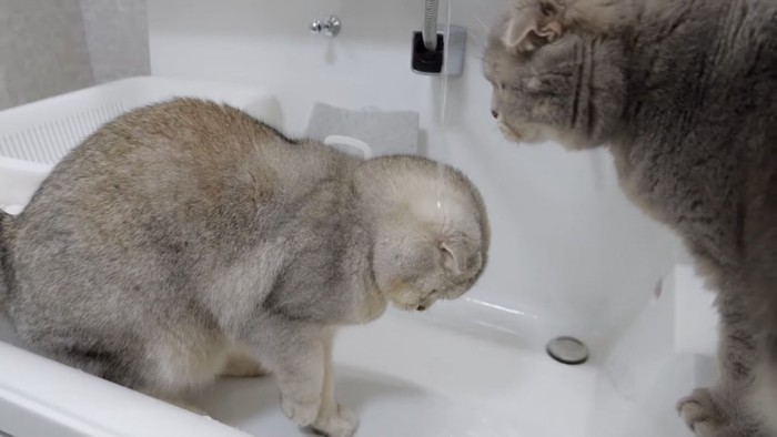 水を浴びる猫の写真