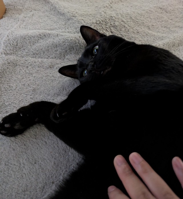 撫でられる猫