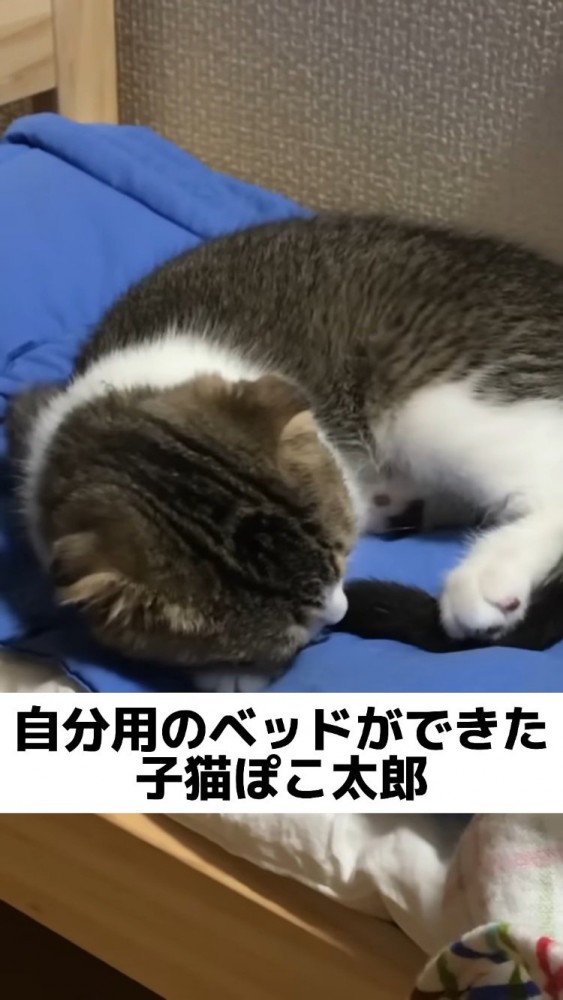 猫用ベッドでくつろぐ子猫