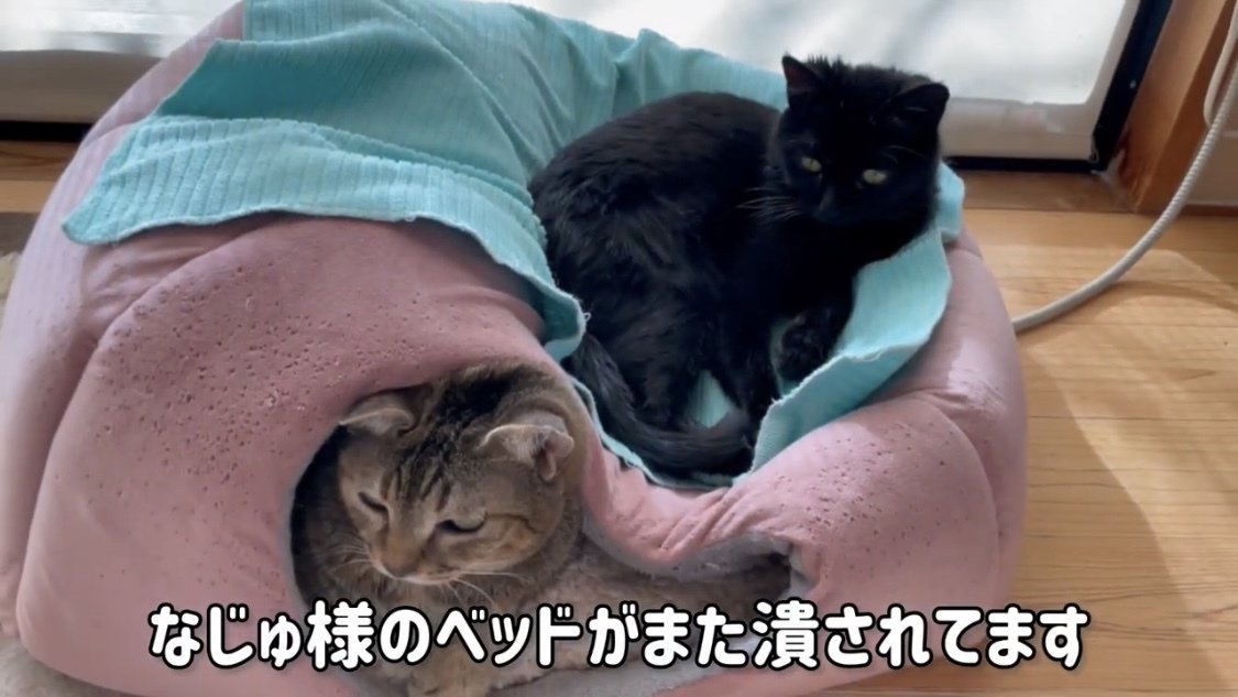 リラックスしている猫たち