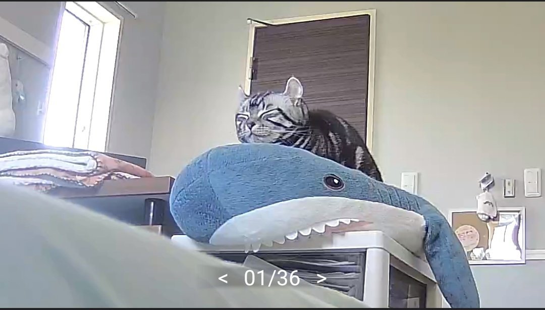 サメの上でまったりするこめちゃん