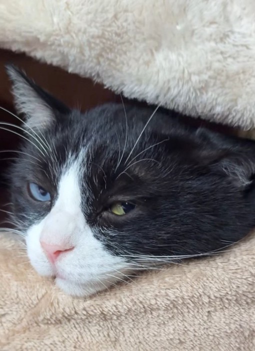 毛布にアゴを乗せてまどろむ猫