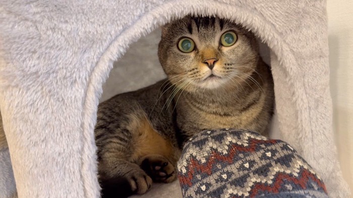 目を丸くするきんたろうくん