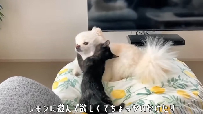 犬に抱きつく子猫