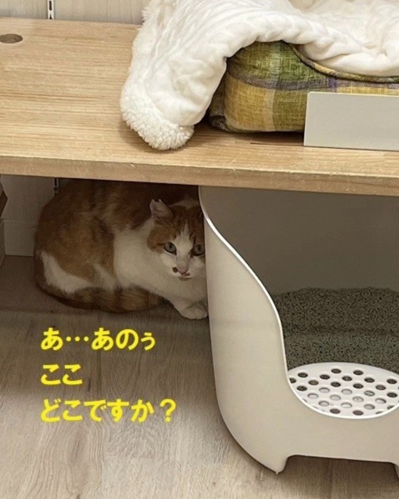 隠れる猫