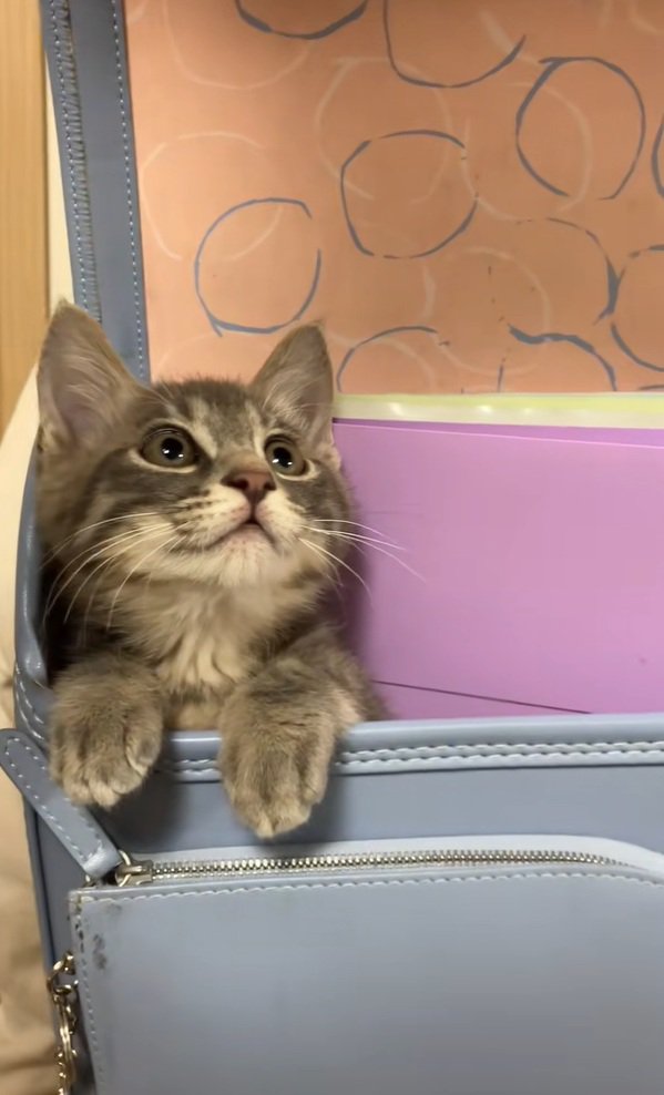 不思議そうなスピカちゃん