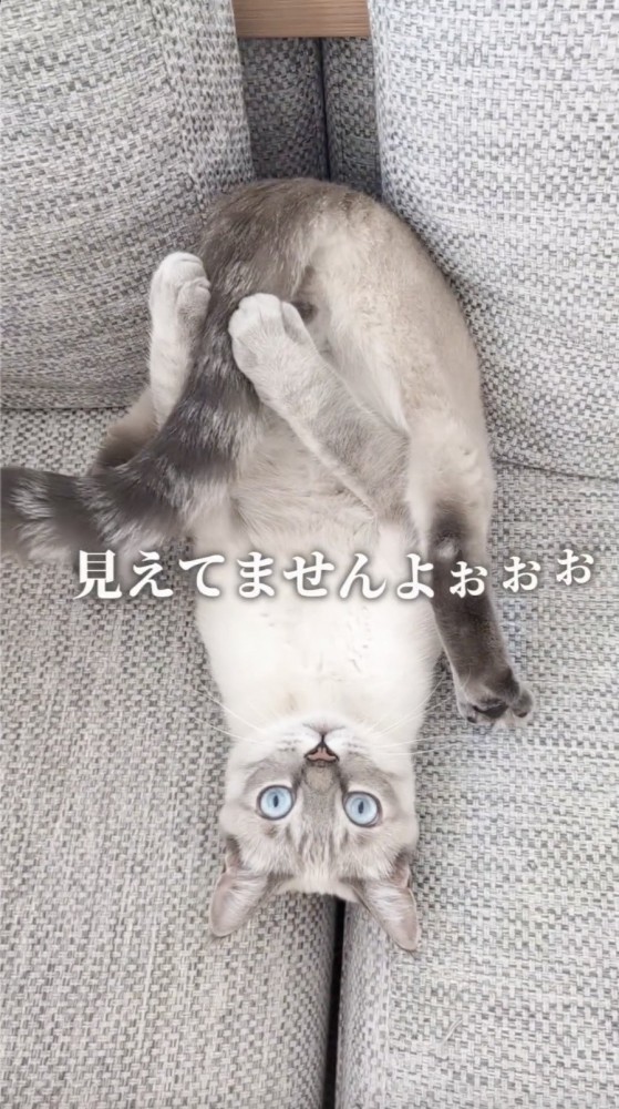 大事なところを隠して目を見開く猫