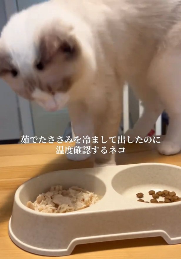 ささみを見るシェルちゃん