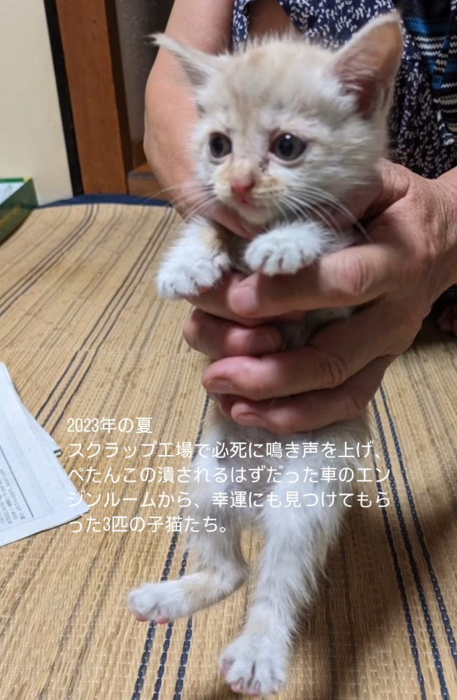 手で持たれる子猫