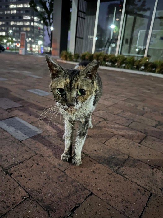 外にいる汚れた猫