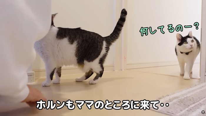 テロップ「ホルンもママの～」