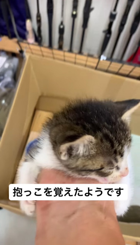 人の手を抱え込む子猫