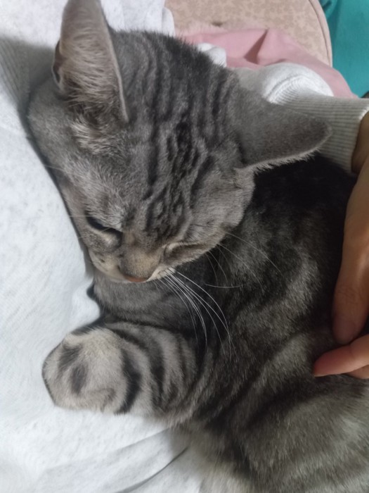 飼い主のお腹に甘えるように寄りかかる猫