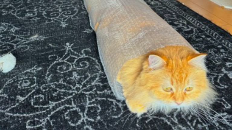 ぷちぷちで遊ぶ猫