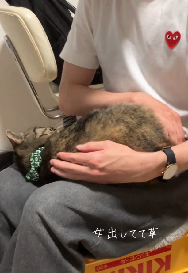 男性に甘えるステラちゃん