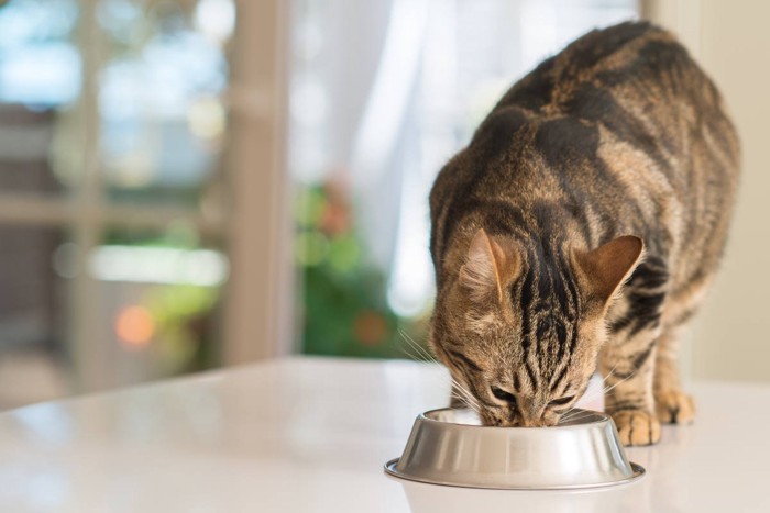 エサを食べる猫