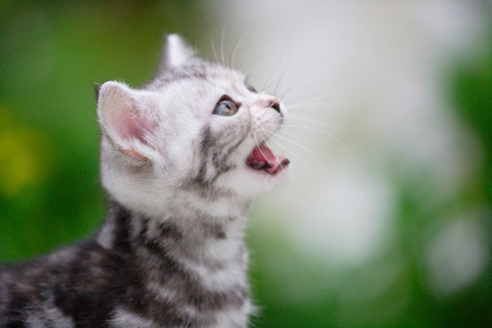 鳴いている子猫