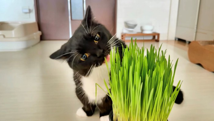 舌でペロリと葉っぱを舐めるミヌエット