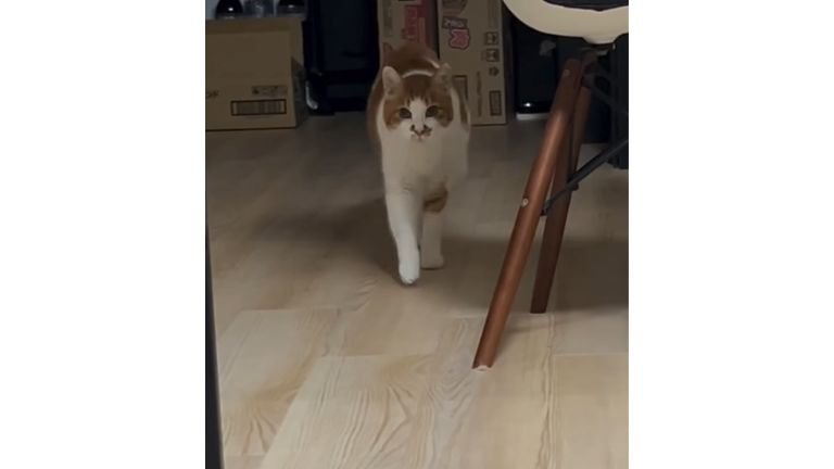 室内にいる猫