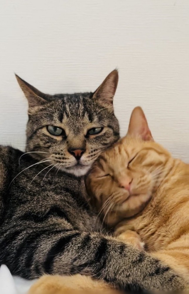 寄り添い合うキジトラ猫と茶トラ猫