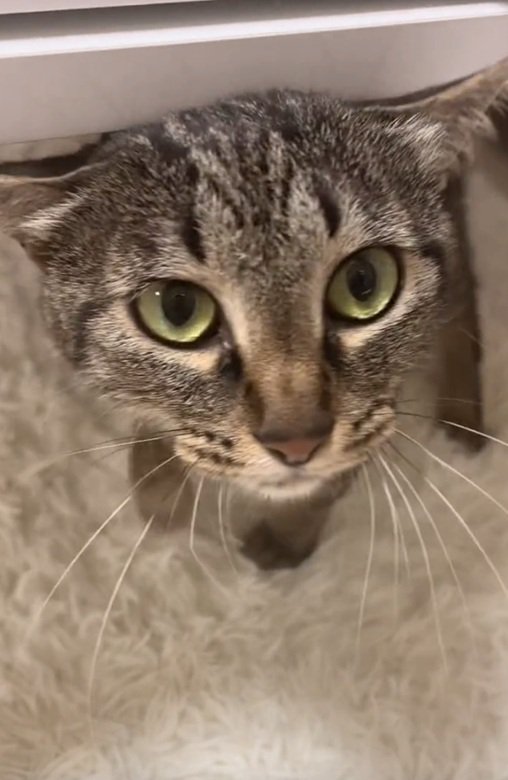 頭を擦り付ける猫
