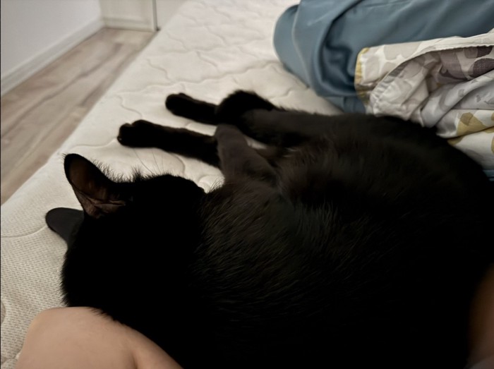 ベッドの上で添い寝する猫