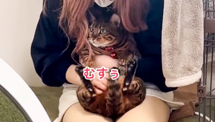 抱き上げられた猫