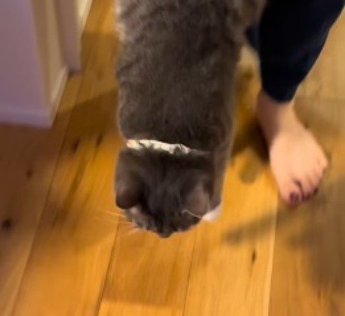 床に近づいていく猫