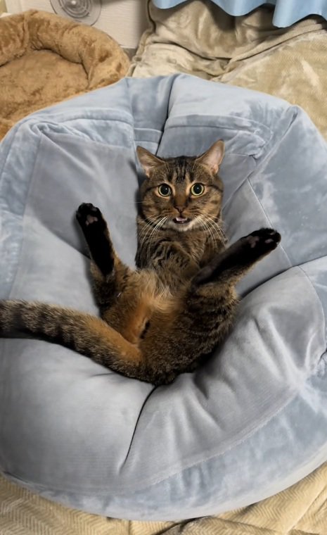 クッションにはまって訴えかけるように鳴いているマンチカン