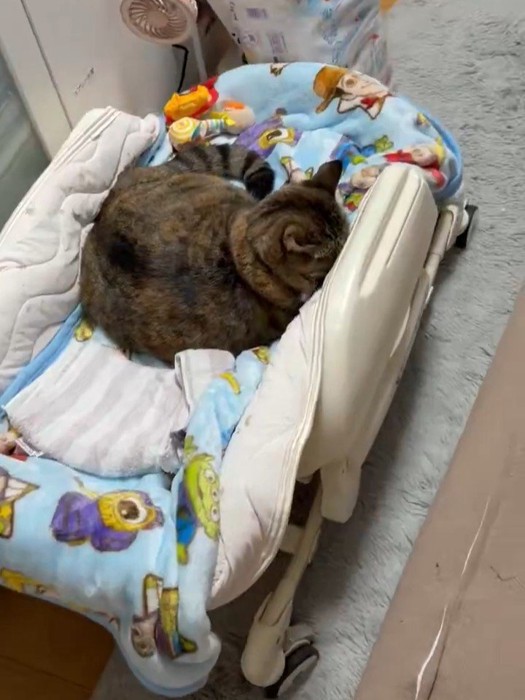 顔を隠す猫