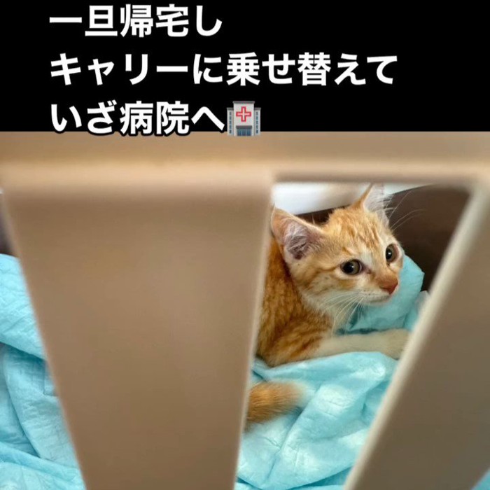 キャリーの中にいる子猫