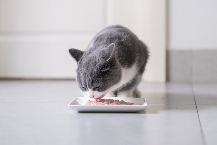おいしそうにご飯を食べるブリティッシュショートヘア