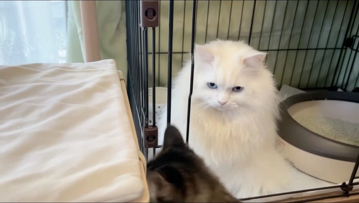 キジトラ猫を見つめる白猫