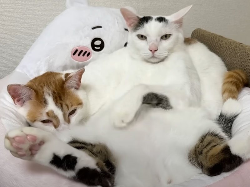 仰向けの猫