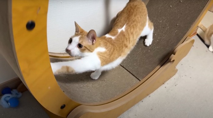 茶白（背中に白あり）