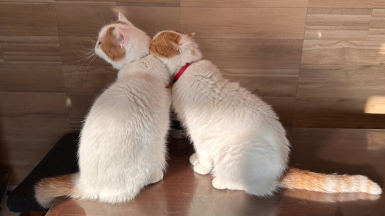 室内にいる猫たち