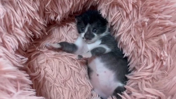 お昼寝後のケンタくん