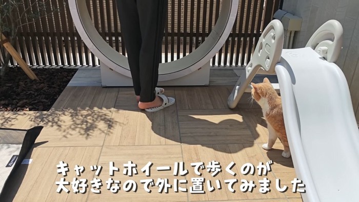 キャットホイールと猫