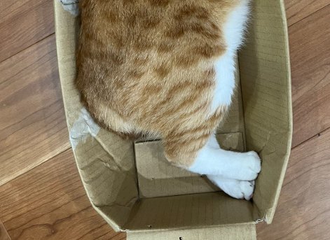 箱の中に下半身が入った猫