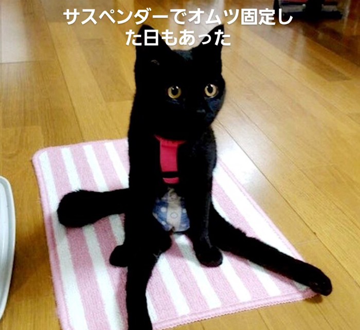 サスペンダーを着けた猫